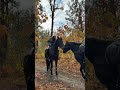 Осінній ліс та коні 🐎🐎🐎