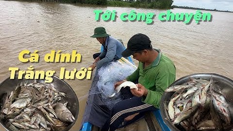 Bão số 7 đem 1000m lưới đi ra sông thả dính cá út quá chừng | Cù Lao Dung Vlogs