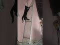 dicen que los gatos son tranquilos #cat #gatos #kitten #cute