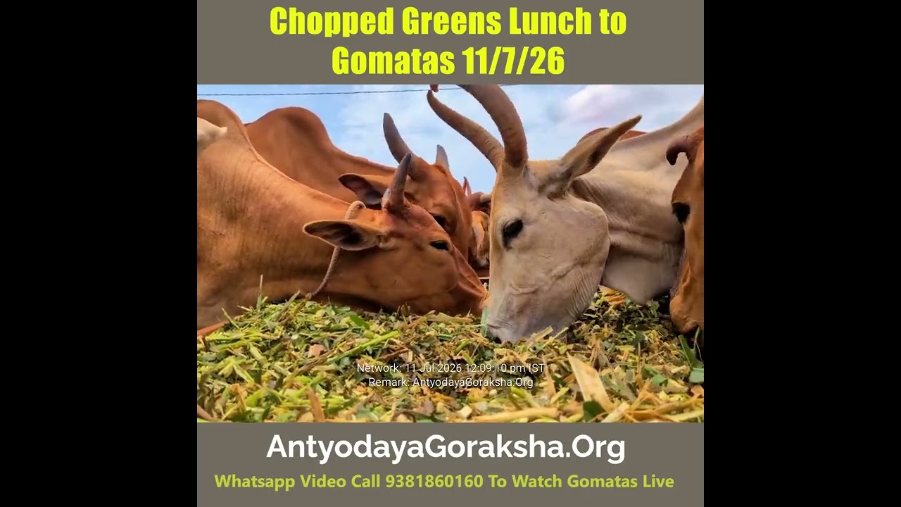 [11 Jul 2026] Green Grass Lunch for Rescued Cows