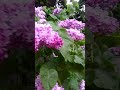 Сирень Александровского сада.15 мая, дождь.