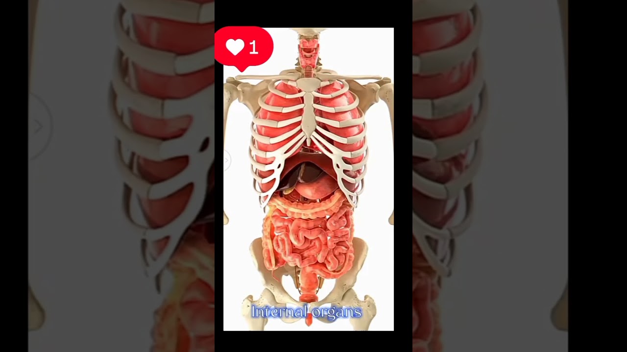 Human internal organs 3D animation 