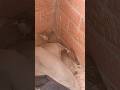 Couple of Birds born in my balcony #nature #birds #shorts #viral