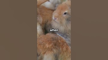 Napoleon ATTACKED by BUNNIES? 1807 Rabbit Hunt GONE WRONG! 🐰