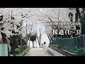 桜道-桜道2-桜道3/ゆず【女性が歌うゆずAI Cover】ピアノアレンジ