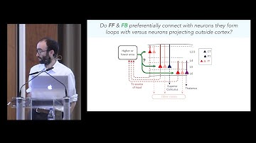 Hedi Young - Laminar-specific cortico-cortical loops in mouse visual cortex (Cosyne 2019)