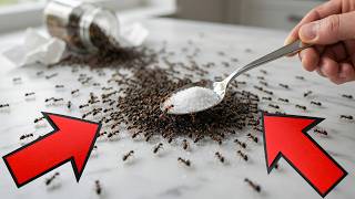 3 Ways to Eliminate Ants Without Calling Pest Control
