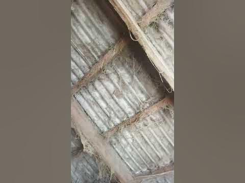 Stalker Жгучий пух #stalker2 #stalkershorts #stalker #сталкер # ...