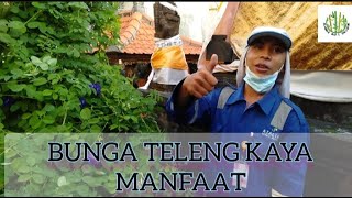 Menata Pohon Teleng yang memiliki berbagai manfaat untuk kesehatan.