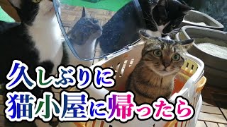 【避妊手術をして 久しぶりに猫小屋に帰ると】お家を忘れちゃったのかおかしな反応のムギ♀