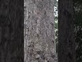 हमरा बघायचा के सबसे बड़ा पेड़ #shortvideo #trending #viral #blogger #viralvideo #youtubeshorts