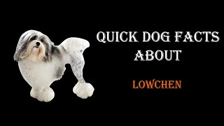 Quick Dog Facts About The Lowchen!