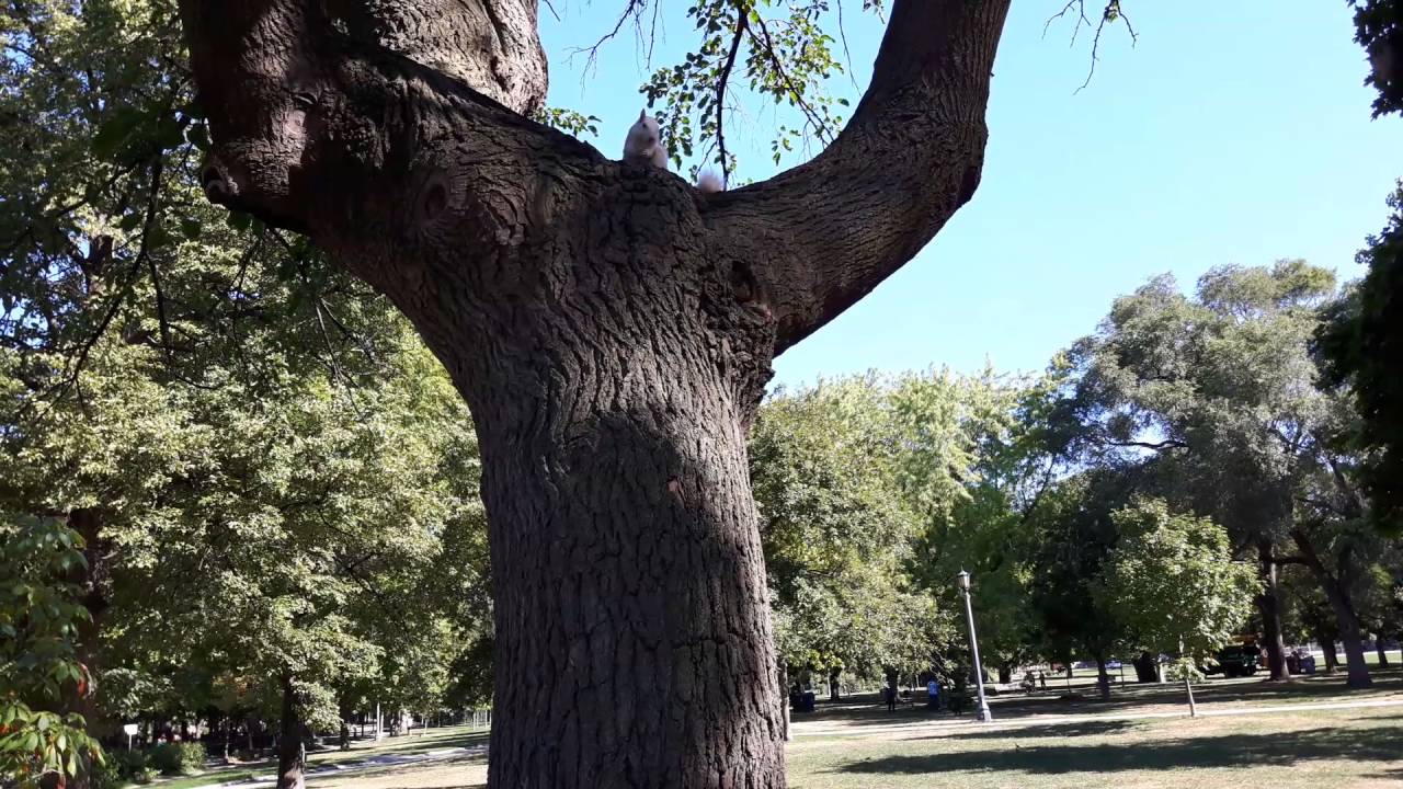 Albino squirrel in Toronto