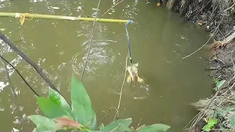 Nhấp cá lóc bằng vịt với những pha giật cá hấp dẫn