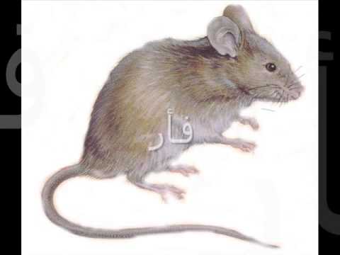 Apprendre Les Noms Des Animaux En Arabe Deuxième Partie