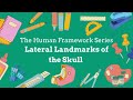 🧠 Lateral Landmarks of the Skull | Anatomy Made Simple! 💀