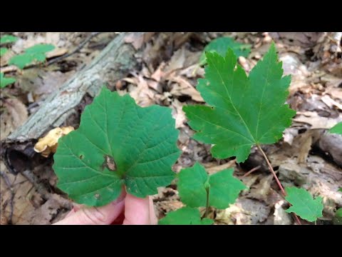 วีดีโอ: Mapleleaf Viburnum Shrubs - วิธีดูแล Mapleleaf Viburnum