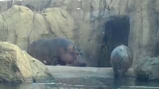 Fiona and Bibi   Cincinnati Zoo on February 20, 2018