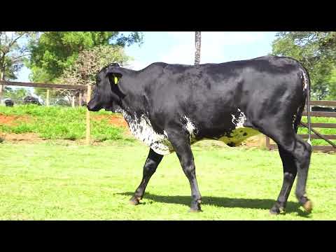 LOTE 47 M9052 GENIOSA GORDON FIV DA PALMA   9268CM