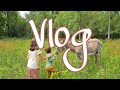 Unschooling, beignets de Sureau, récolte de Camomille et élevage de poussins- Vlog #08