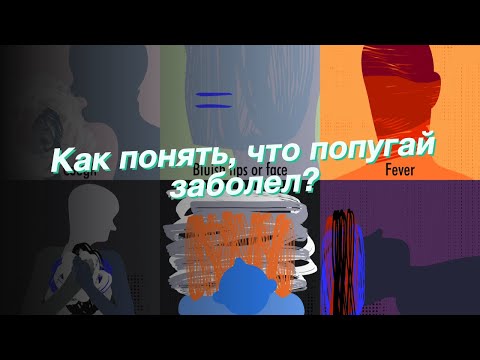 Как понять, что попугай заболел?