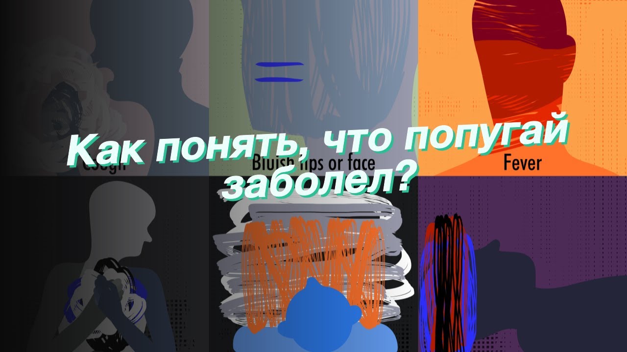Как понять, что попугай заболел?