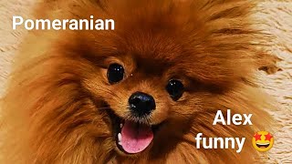 Pomeranian Alex - His hobby - Funny video