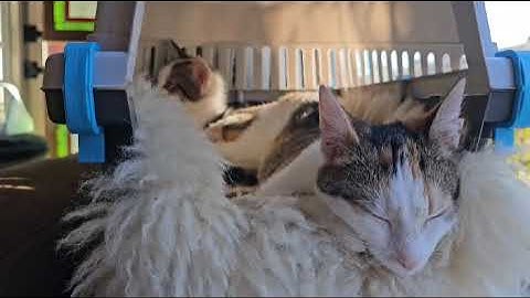 WhatsApp Video 2024 03 03 at 12 46 01