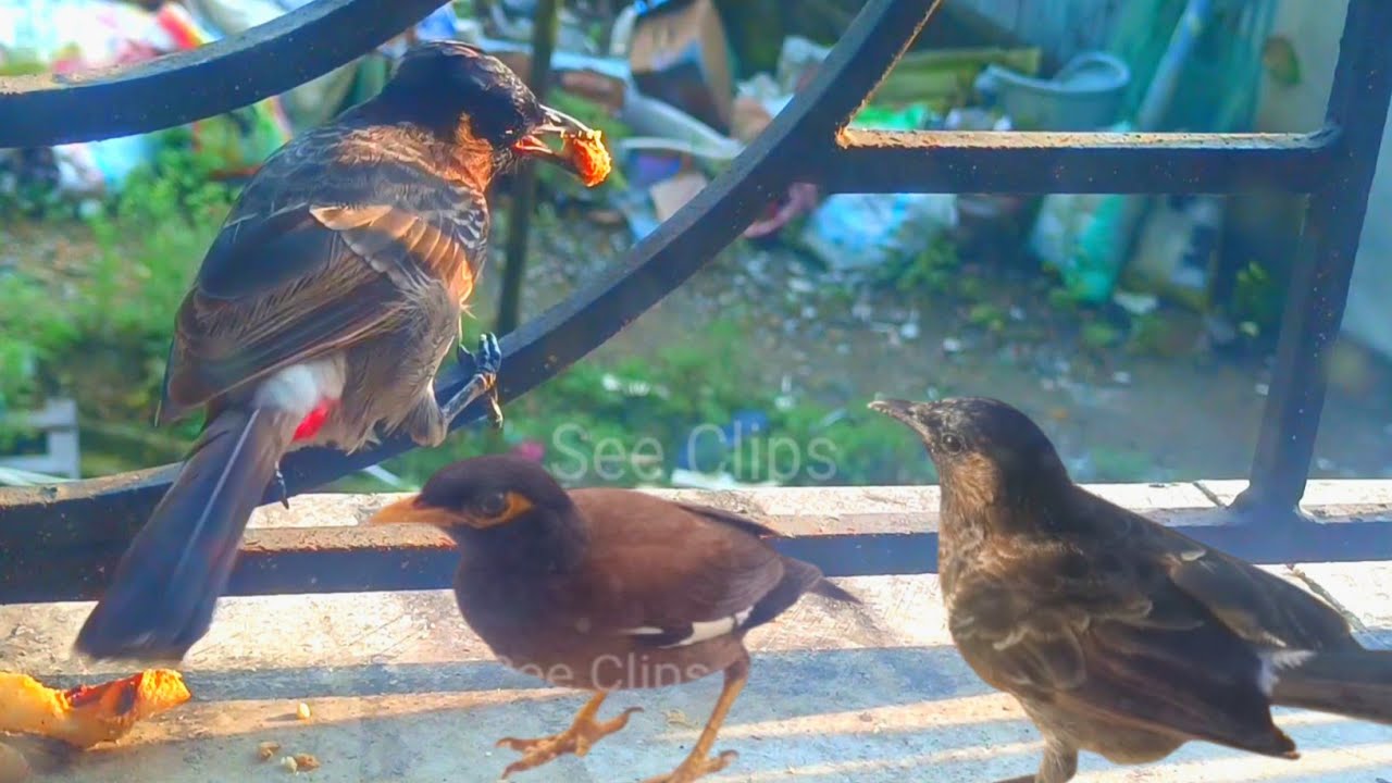 🔴নানান ধরনের পাখিরা খাবার জন্য জানালার বাইরে আসে !🐦🐦‍⬛|পাখিদের ভিডিও | birds video