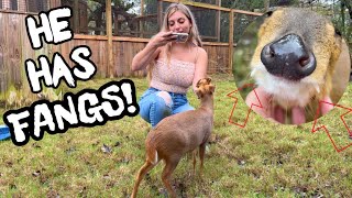 You Won't Believe What Animals We Meet At Xtreme Exotics Wildlife Foundation!