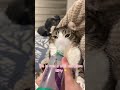 #cat #asthma #cute #catlover