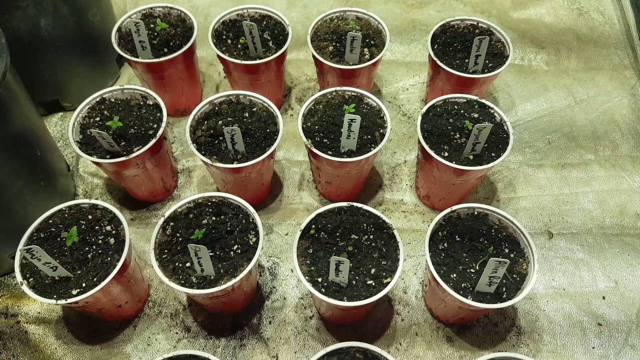 DuoLux 600 in a 4x4 Grow Tent - EP. 2 - 100% Germination