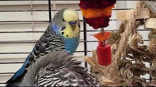 7 hours of relaxing budgie sounds