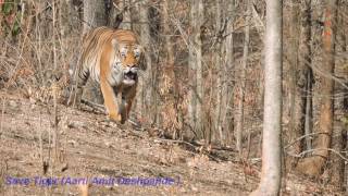 Handsome Tiger in Khursapar gate