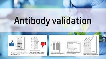 Antibody validation