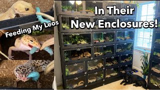 Feeding 30 Leopard Geckos in Their New Enclosures!