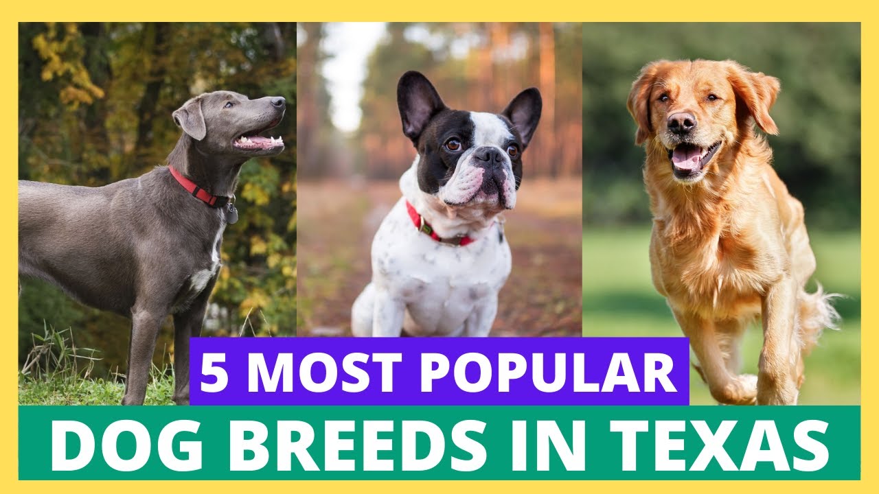 5 Most Popular Dog Breeds in Texas 2022 YouTube
