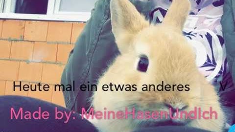 WICHTIG! Kaninchen Leben| MeineKaninchenUndIch