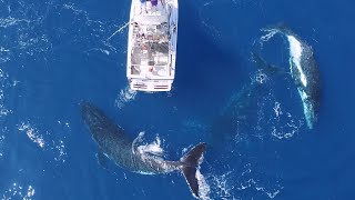 Baleias dançam sob um barco | National Geographic