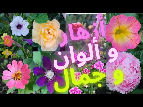 فيديو: أزهار على العشب (54 صورة): أسماء أزهار العشب ، وكيفية فصل حديقة الزهور عن حديقة الزهور ، وأفضل الأمثلة الجميلة وأفكار التصميم