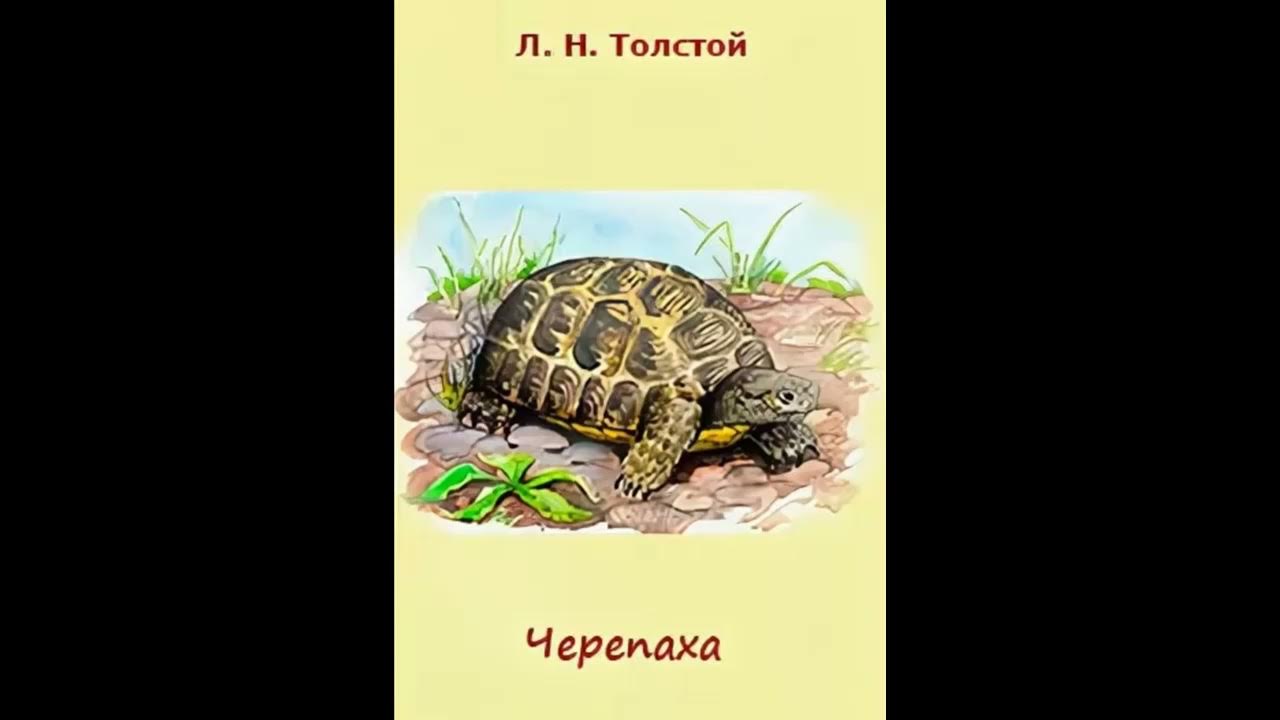 Читай про черепаху. Лев Николаевич толстой черепаха. Лев Николаевич толстой рассказ черепаха. Рассказ Льва Николаевича Толстого черепаха. Черепаха рассказ Толстого.