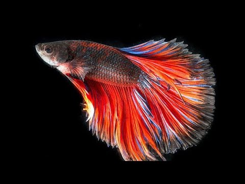 Video: Fapte Despre Betta Fish