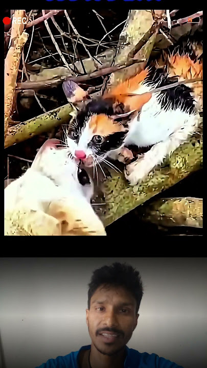 Epic Dog vs Cat Fight Caught on Camera! #DogVsCat #FunnyAnimals  #animals #naturelovers #wildlife