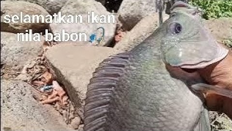 Lagi - lagi ikan nila babon berhasil di selamatkan🎣🎣