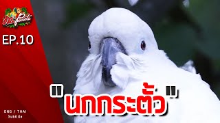 EP10.นกกระตั้ว (Cockatoo)