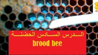 الدرس السادس حضنة النحل حبوب اللقاح العسل تربية النحل للمبتدئين