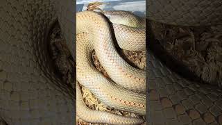 Could it be?? A likely pre-lay shed!   #reptiles #aurora #housesnake @reptile_reverb