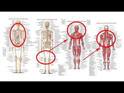 Видео: Какой термин означает lateralis?