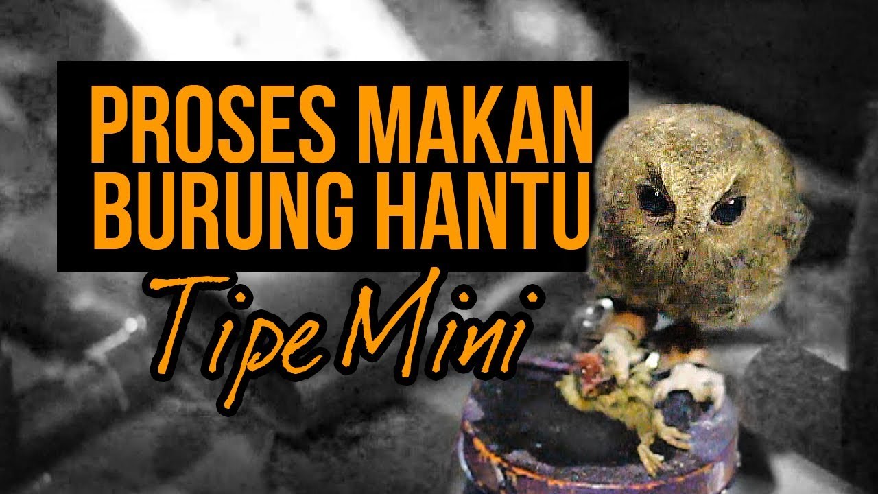 1030+ Gambar Burung Hantu Makan Elang HD Terbaru