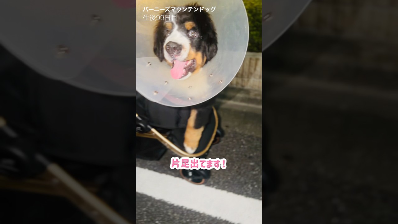 人が大好き！カート散歩でしっぽブンブンのバーニーズ🐾 - YouTube
